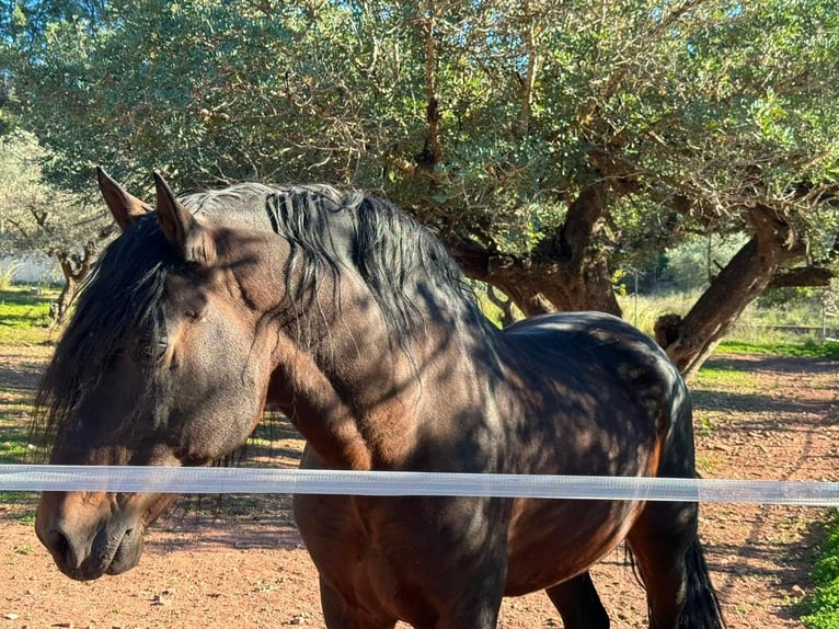 Andalusier Mix Stute Fohlen (03/2026) 165 cm Brauner in Valencia