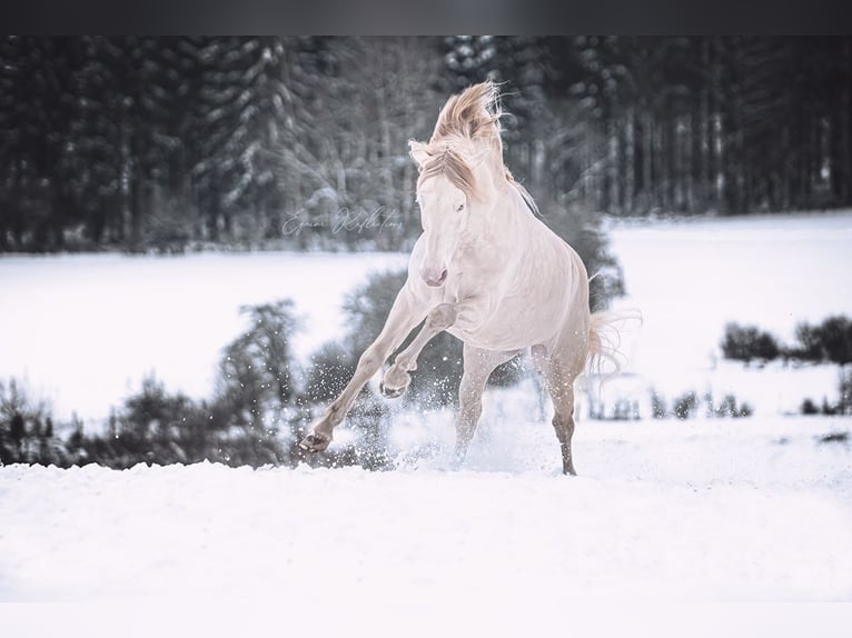 Andalusier Stute  Buckskin in Dochamps