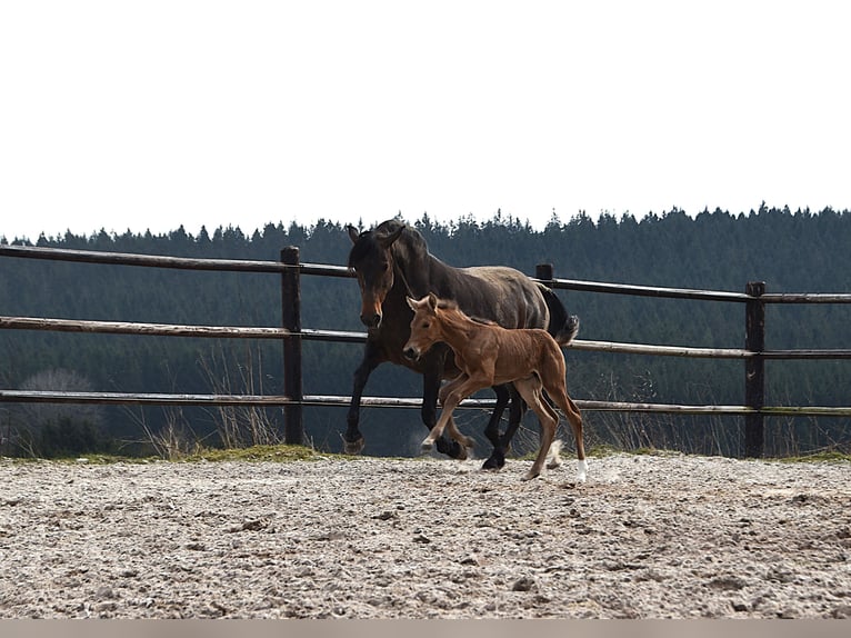 Andalusier Stute  Buckskin in Dochamps