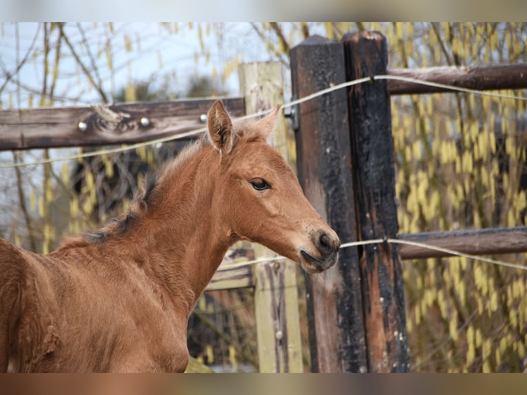 Andalusier Stute  Buckskin in Dochamps