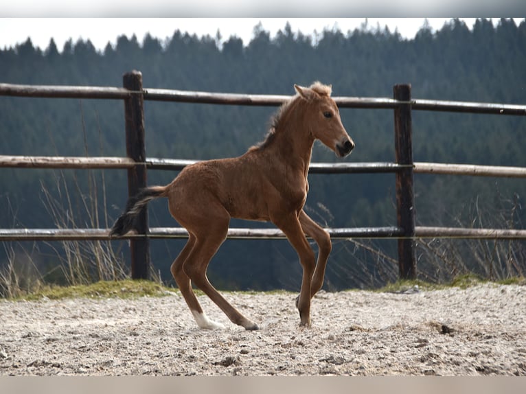 Andalusier Stute  Buckskin in Dochamps