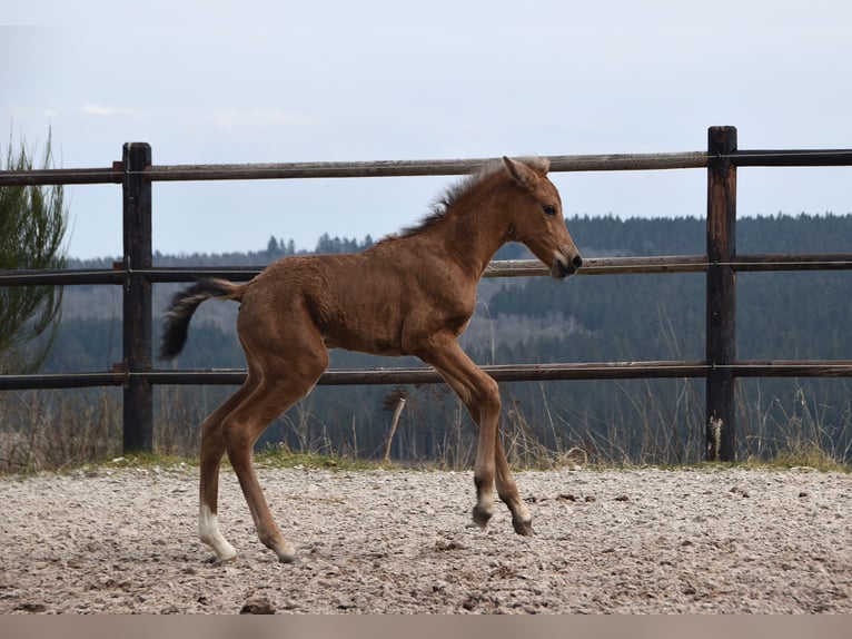 Andalusier Stute  Buckskin in Dochamps