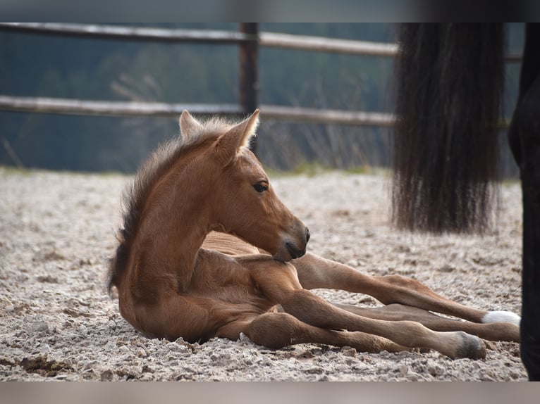 Andalusier Stute  Buckskin in Dochamps