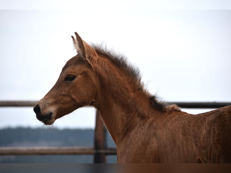 Andalusier Stute  Buckskin in Dochamps