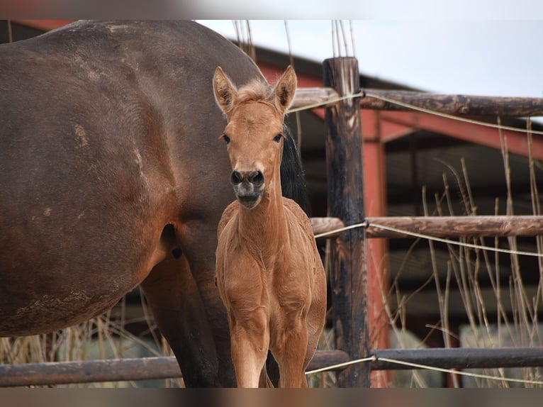 Andalusier Stute  Buckskin in Dochamps