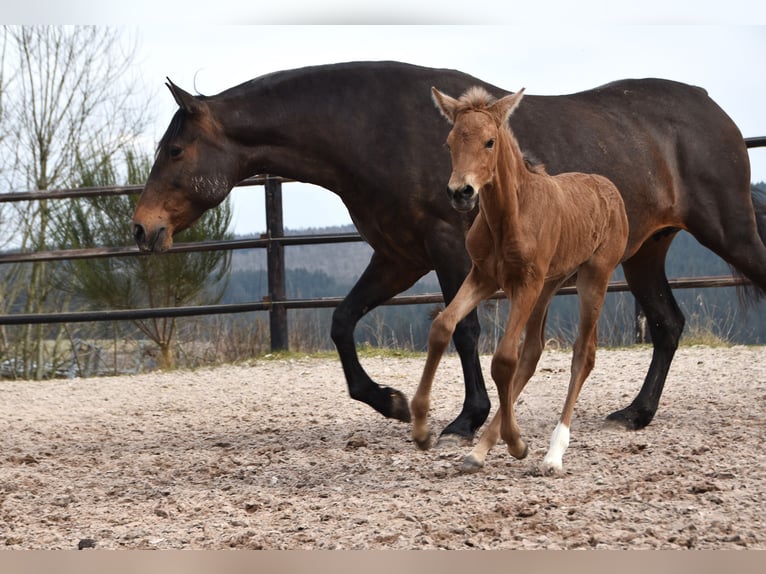Andalusier Stute  Buckskin in Dochamps