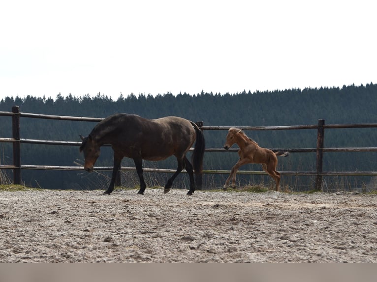 Andalusier Stute  Buckskin in Dochamps