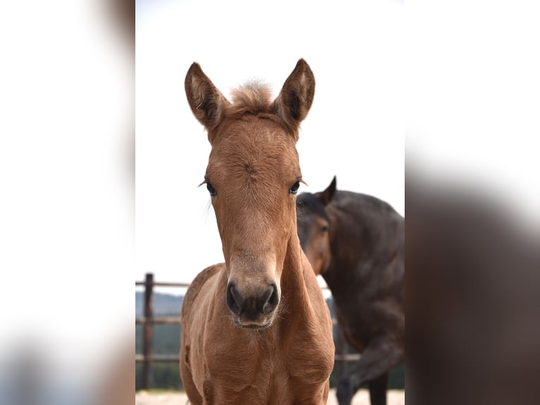 Andalusier Stute  Buckskin in Dochamps