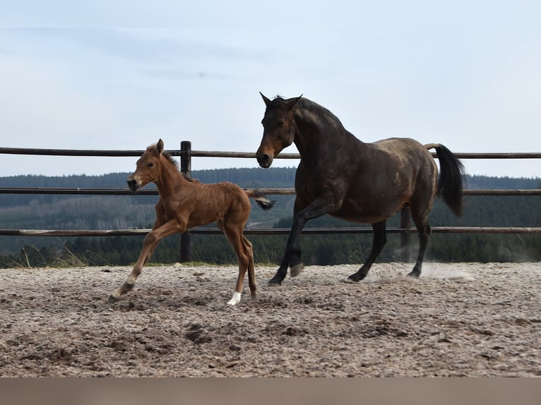 Andalusier Stute  Buckskin in Dochamps