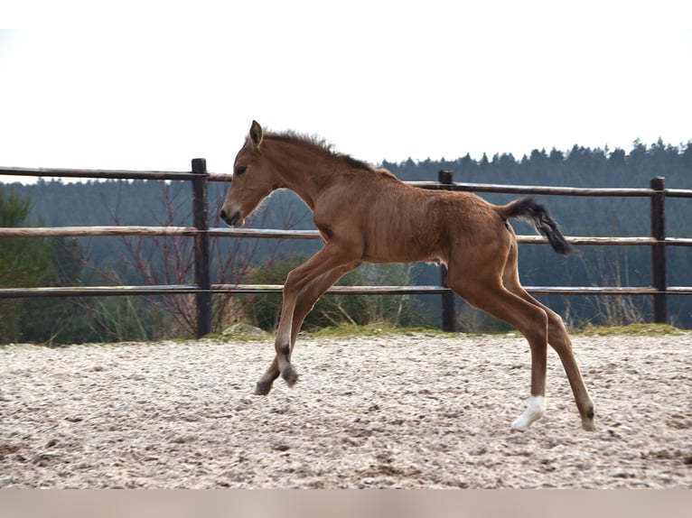 Andalusier Stute  Buckskin in Dochamps