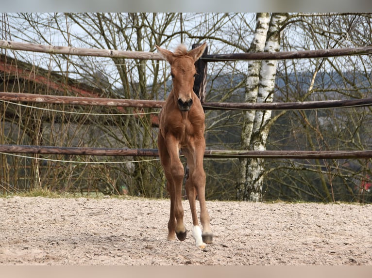 Andalusier Stute  Buckskin in Dochamps
