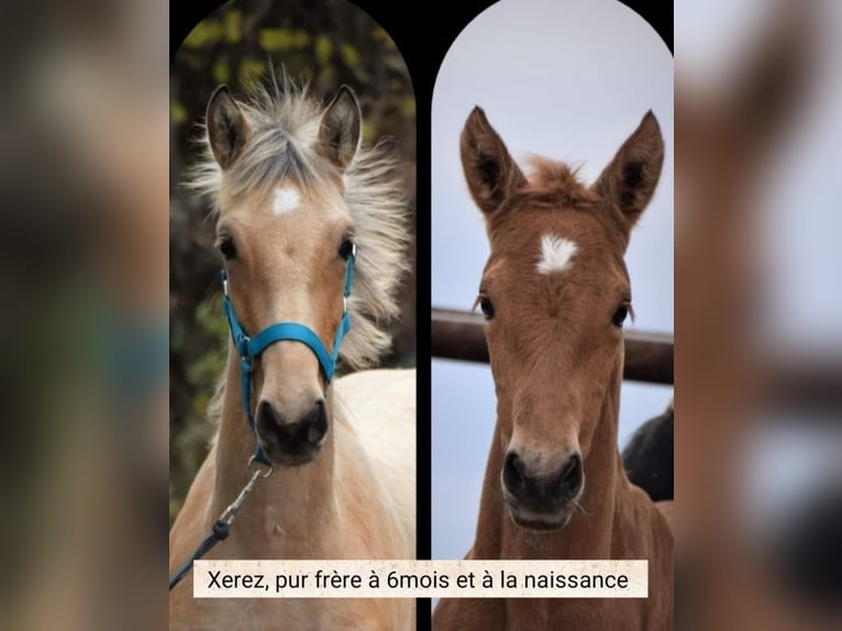 Andalusier Stute  Buckskin in Dochamps