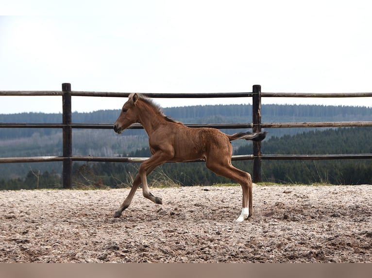 Andalusier Stute  Buckskin in Dochamps