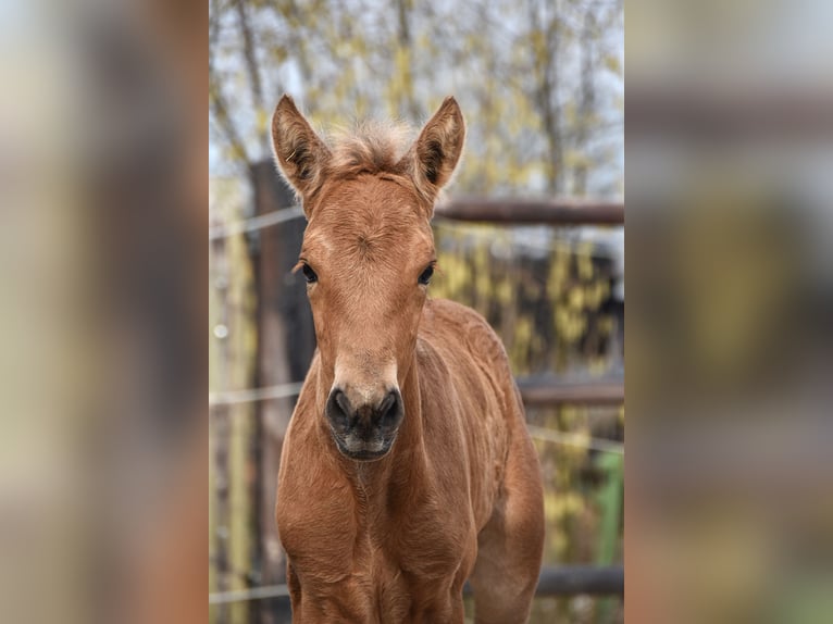 Andalusier Stute  Buckskin in Dochamps