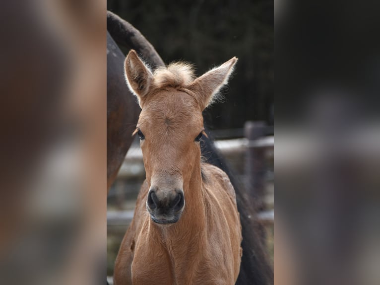 Andalusier Stute  Buckskin in Dochamps