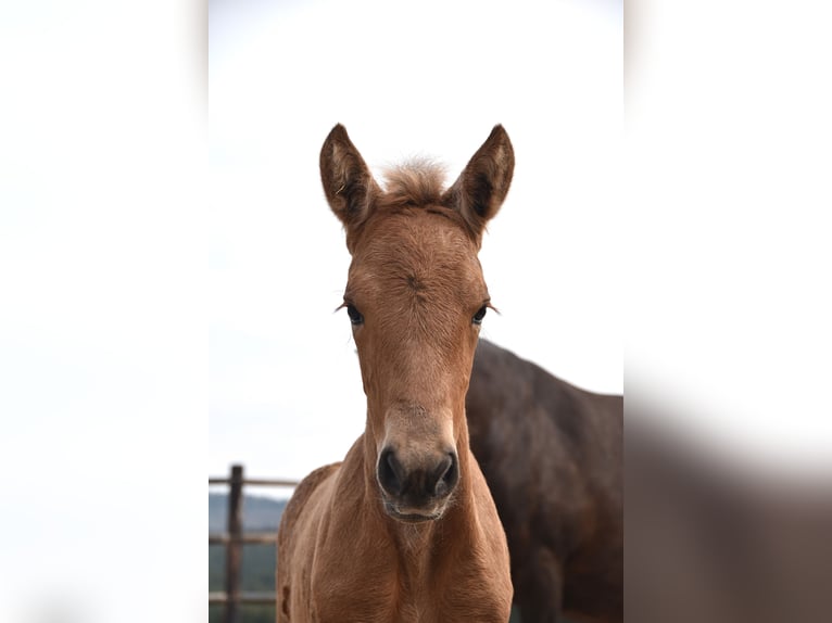 Andalusier Stute  Buckskin in Dochamps