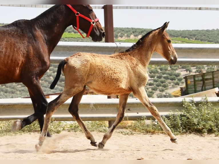 Andalusier Stute  Falbe in Provinz Cordoba