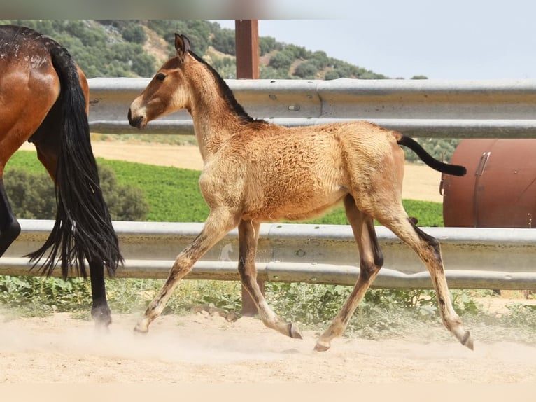Andalusier Stute  Falbe in Provinz Cordoba