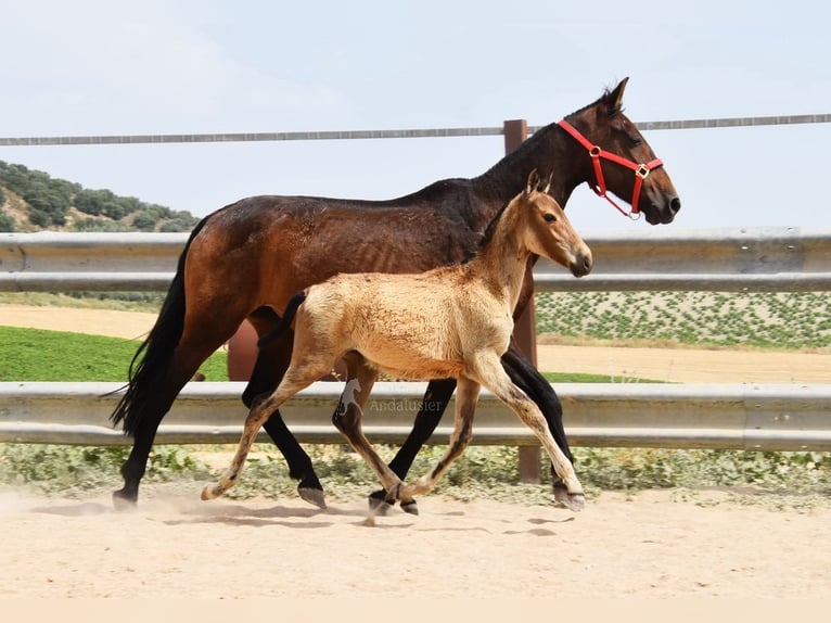 Andalusier Stute  Falbe in Provinz Cordoba