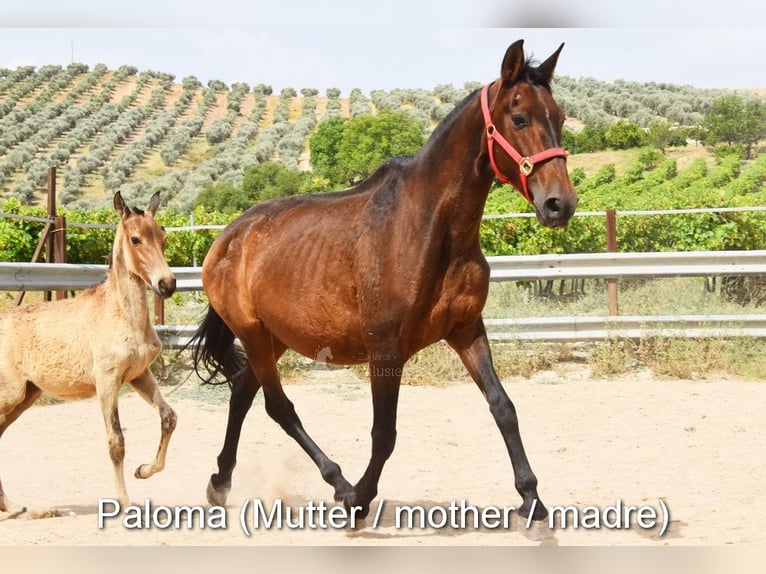 Andalusier Stute  Falbe in Provinz Cordoba