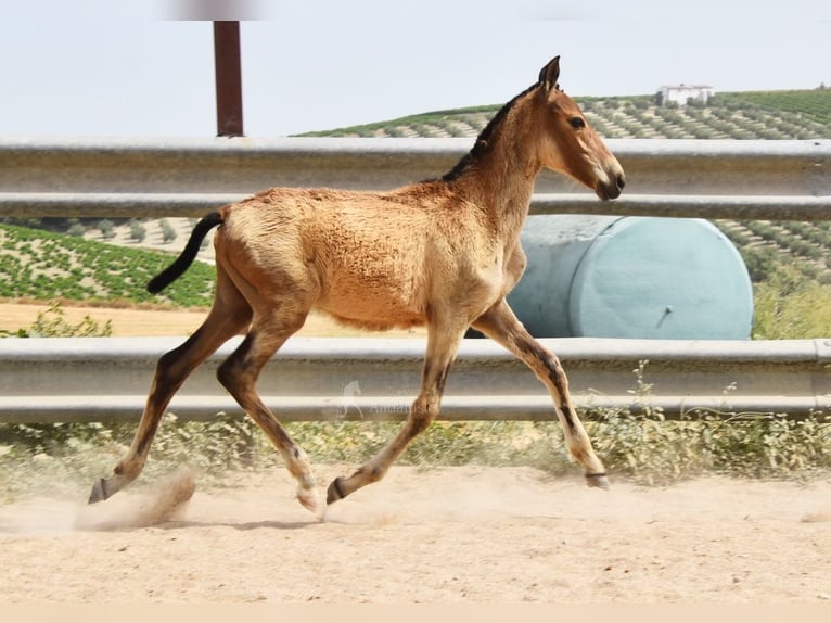 Andalusier Stute  Falbe in Provinz Cordoba
