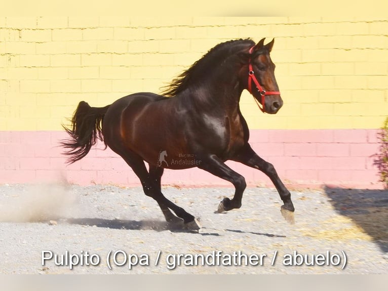 Andalusier Stute  Falbe in Provinz Cordoba