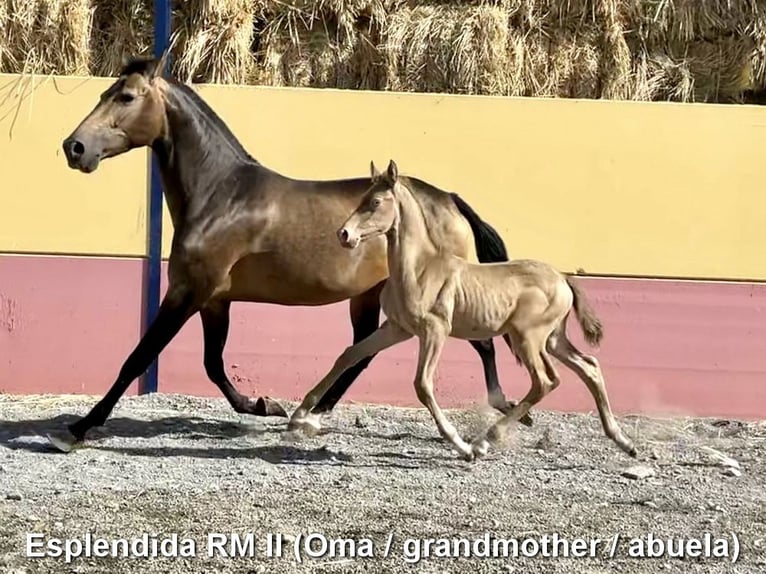 Andalusier Stute  Falbe in Provinz Cordoba