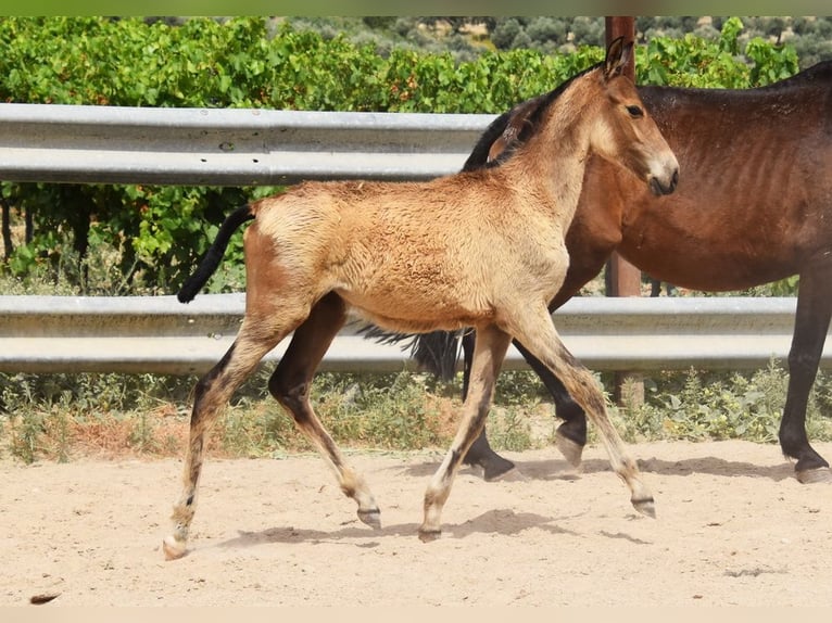 Andalusier Stute  Falbe in Provinz Cordoba
