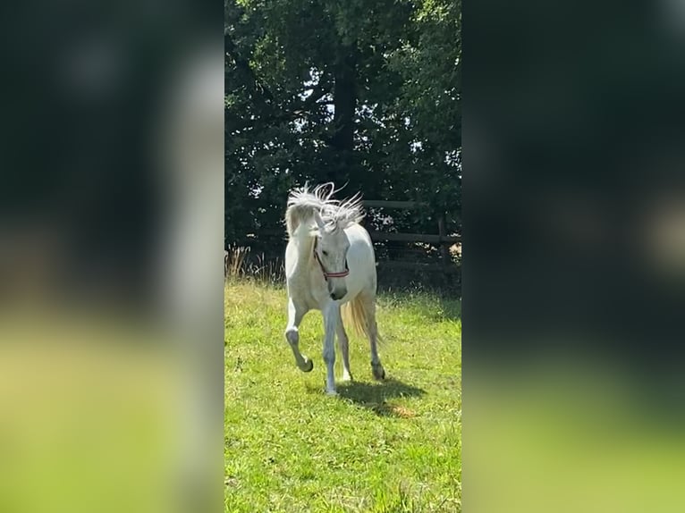 Andalusier Blandning Valack 10 år 150 cm Grå in Burgwedel