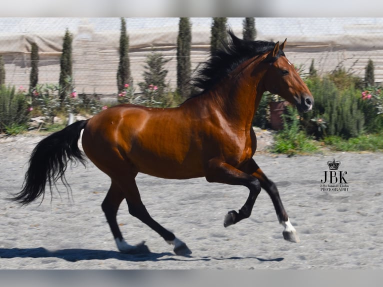 Andalusier Valack 10 år 158 cm Brun in Tabernas