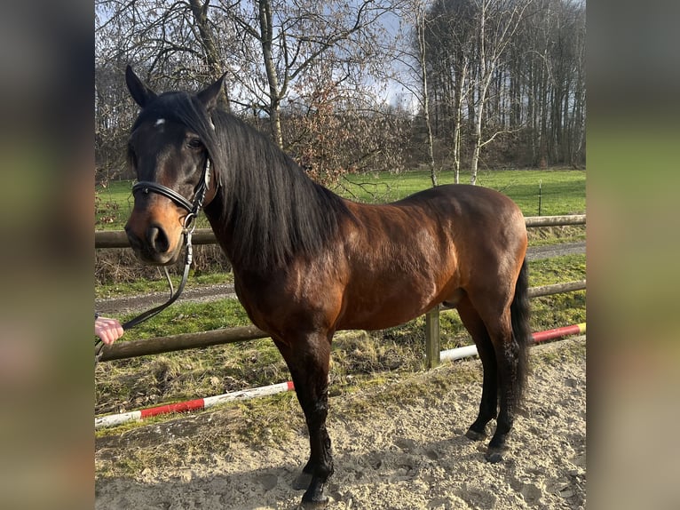 Andalusier Valack 11 år 158 cm Mörkbrun in Reichshof