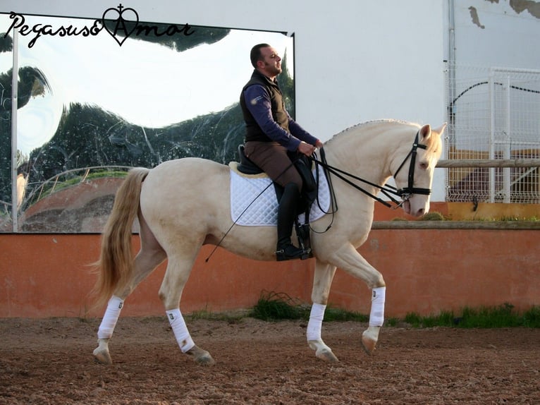 Andalusier Valack 12 år 158 cm Perlino in Valencia