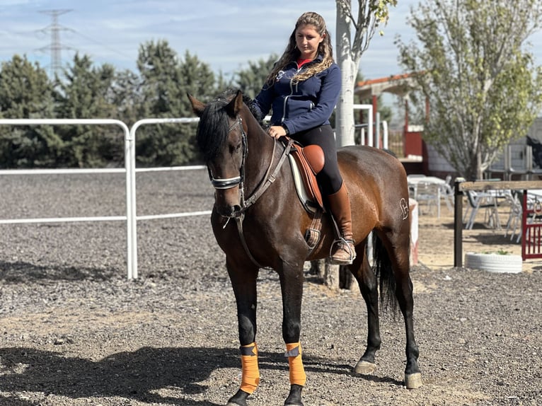 Andalusier Valack 12 år 164 cm Brun in Madrid