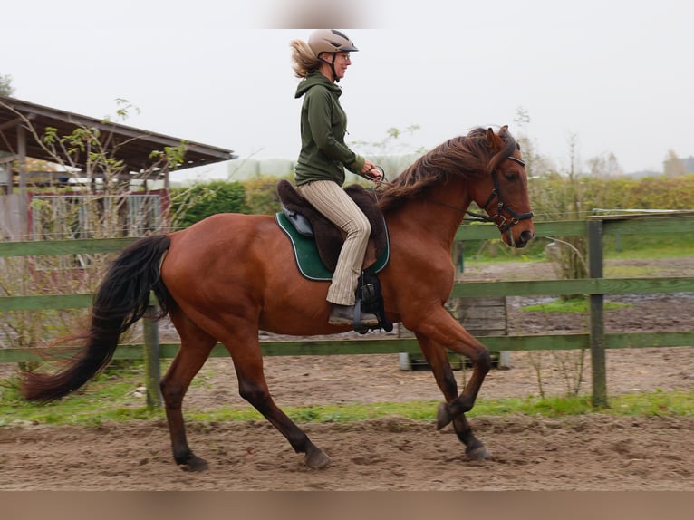 Andalusier Blandning Valack 15 år 164 cm Brun in TostedtTostedt