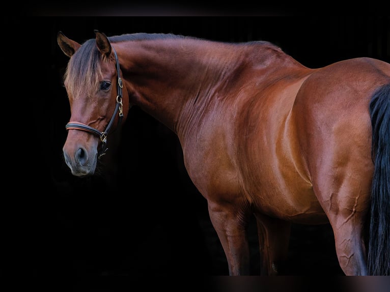 Andalusier Blandning Valack 15 år 164 cm Brun in TostedtTostedt