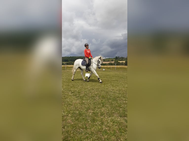 Andalusier Blandning Valack 18 år 143 cm in Xanten