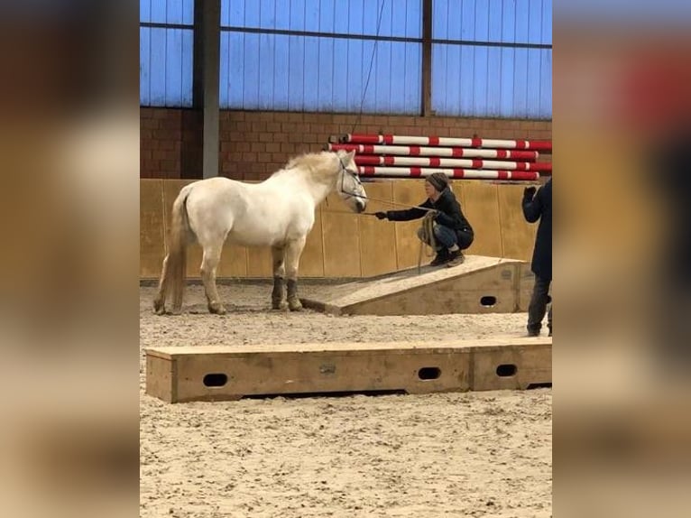 Andalusier Blandning Valack 18 år 143 cm in Xanten