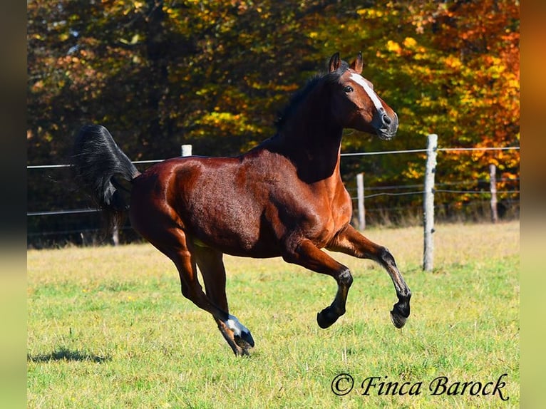 Andalusier Valack 3 år 152 cm Brun in Wiebelsheim