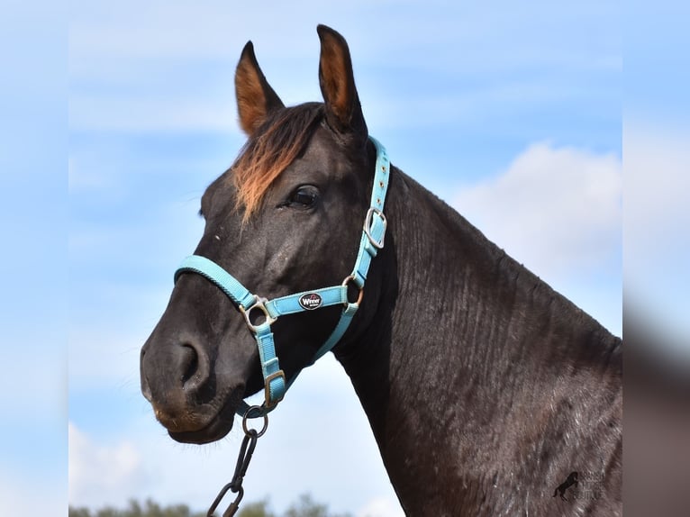 Andalusier Valack 3 år 153 cm Svart in Mallorca