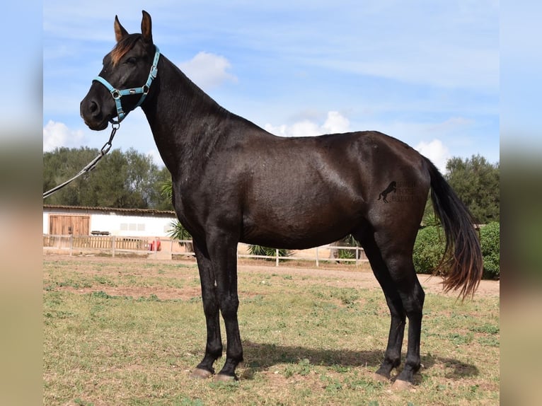 Andalusier Valack 3 år 153 cm Svart in Mallorca