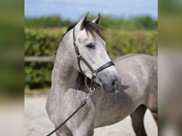 Andalusier Valack 3 år 155 cm Grå in Neustadt (Wied)