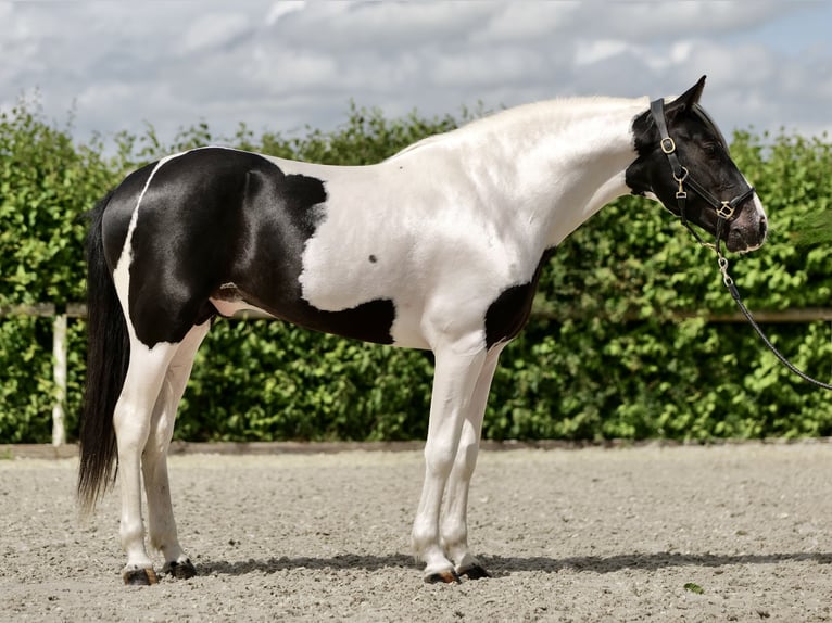 Andalusier Valack 3 år 158 cm Pinto in Neustadt (Wied)