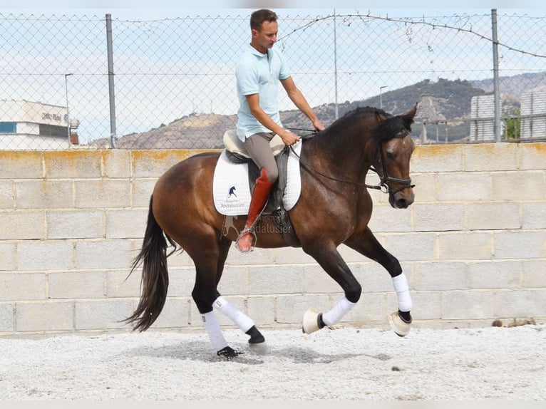 Andalusier Valack 3 år 160 cm Grå in Provinz Granada