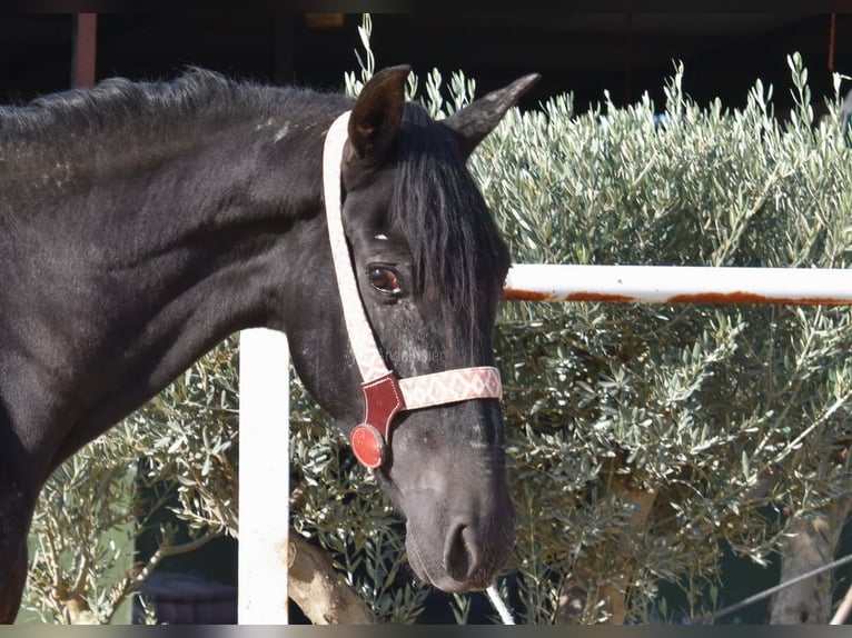 Andalusier Valack 3 år 160 cm Svart in Provinz Malaga