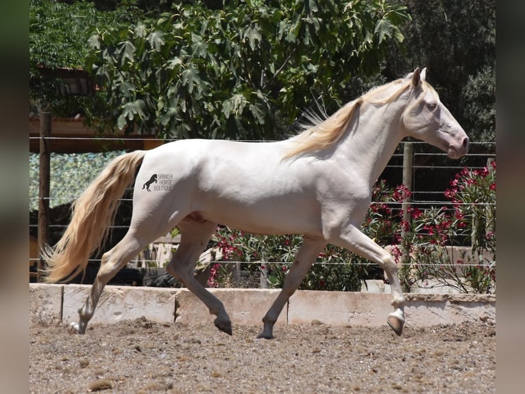 Andalusier Valack 4 år 149 cm Cremello in Mallorca