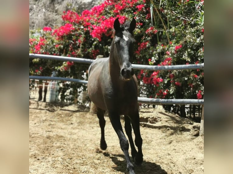 Andalusier Valack 4 år 155 cm Svart in Adra Almeria