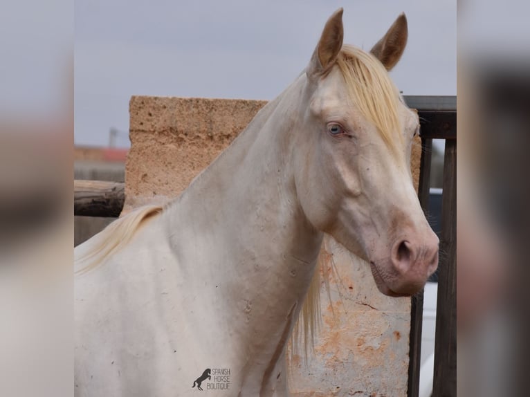 Andalusier Valack 4 år 157 cm Cremello in Mallorca