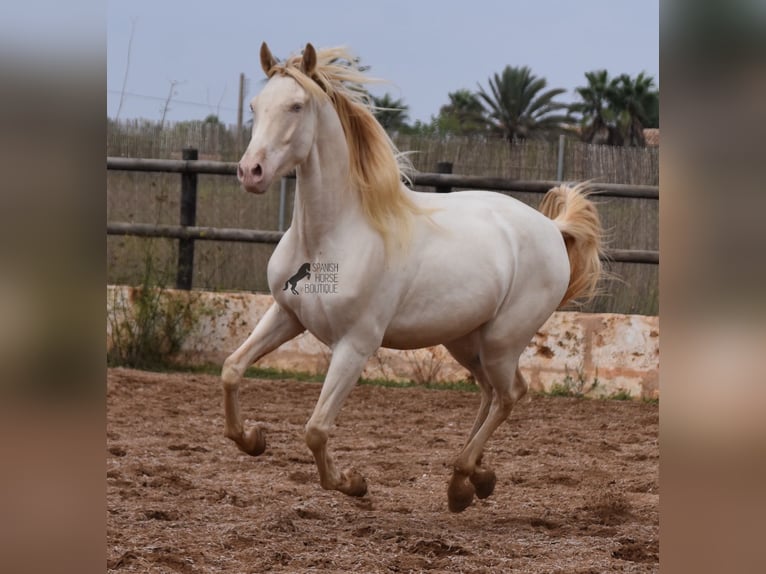 Andalusier Valack 4 år 157 cm Cremello in Mallorca