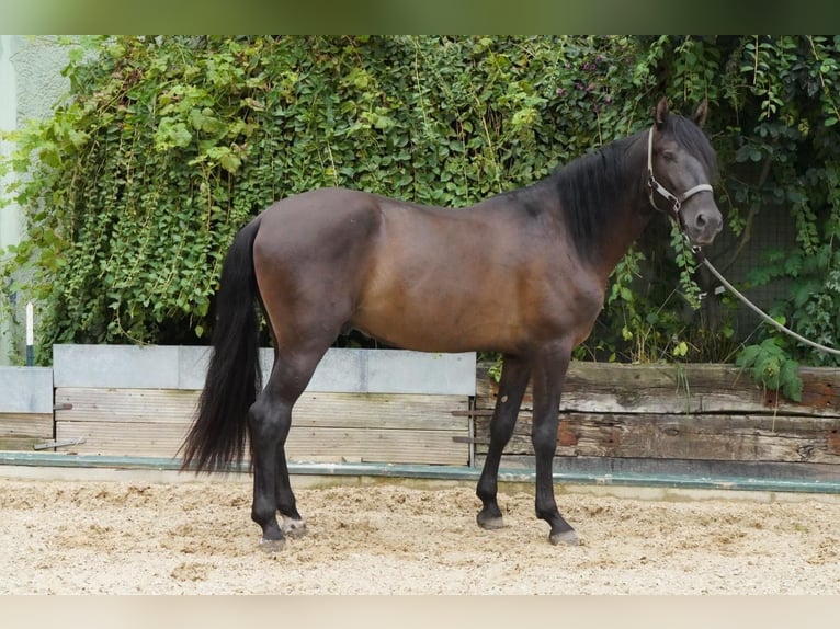 Andalusier Valack 4 år 160 cm Gulbrun in Krumbach