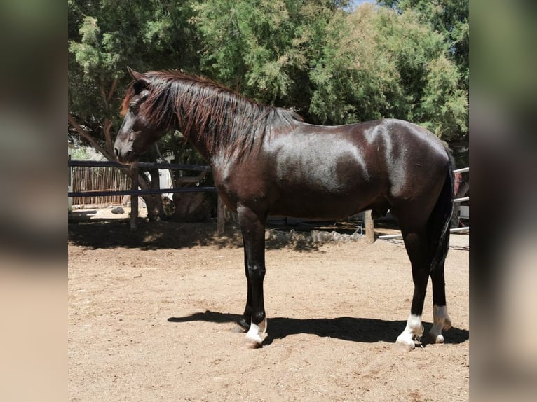 Andalusier Valack 5 år 147 cm Svart in Adra Almeria